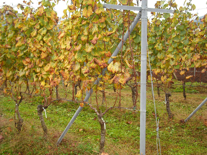 ワインツーリズム