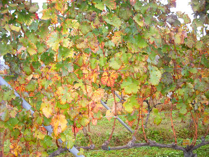 ワインツーリズム