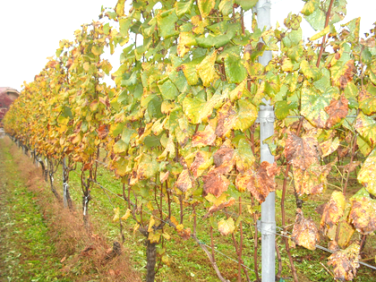 ワインツーリズム