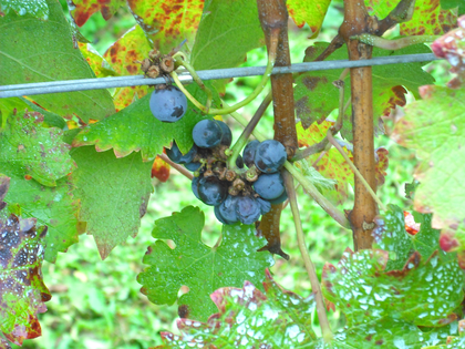 ワインツーリズム