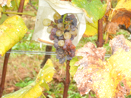 ワインツーリズム