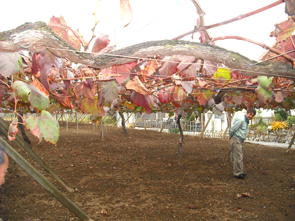 ワインツーリズム