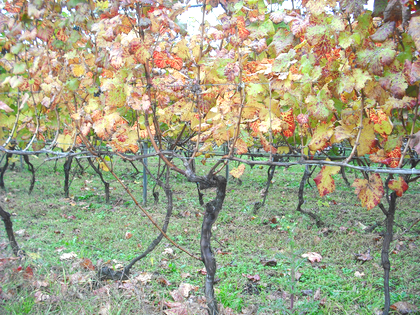 ワインツーリズム